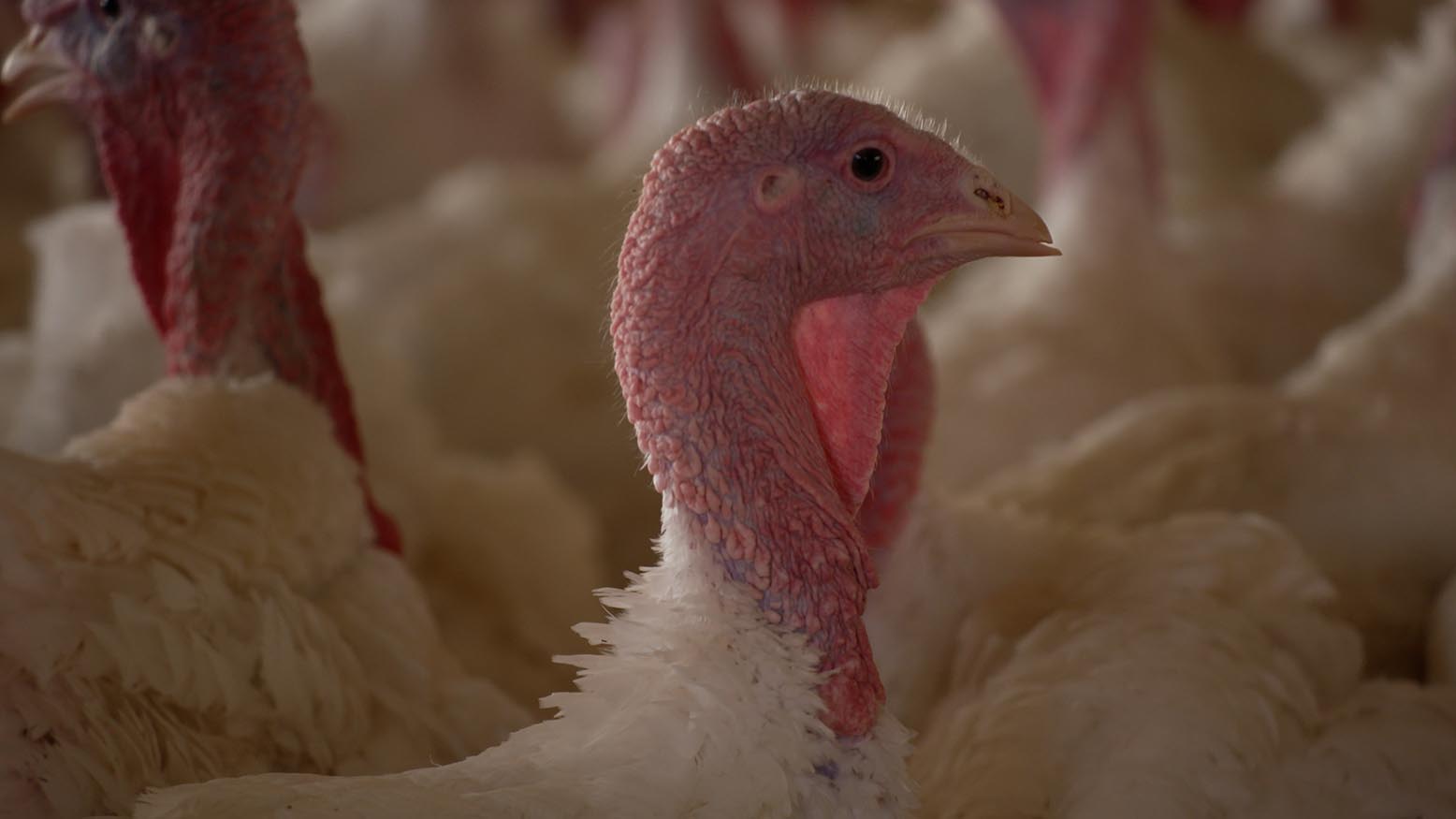 Bird Flu outbreak continues to hit Midwest Iowa PBS