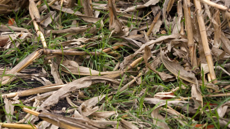 green cover crops in standing corn stalks