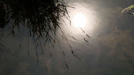 Grass silhouetted in stream.