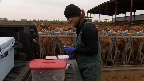 Veterinarian prepping treatment on dairy farm.