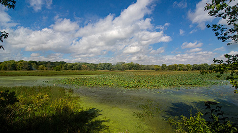 Marsh land