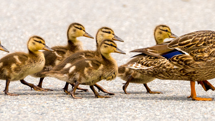 Mama duck leading baby ducks in a row.