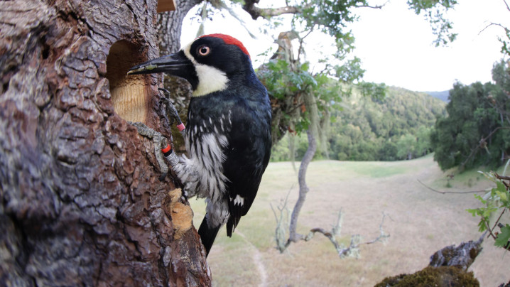 Nature: Woodpeckers: The Hole Story