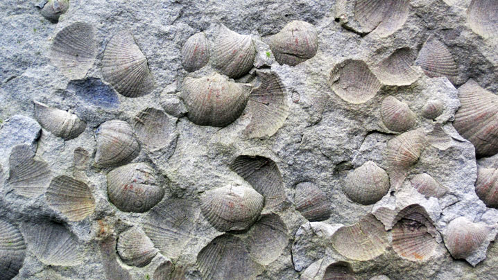 Ocean fossils