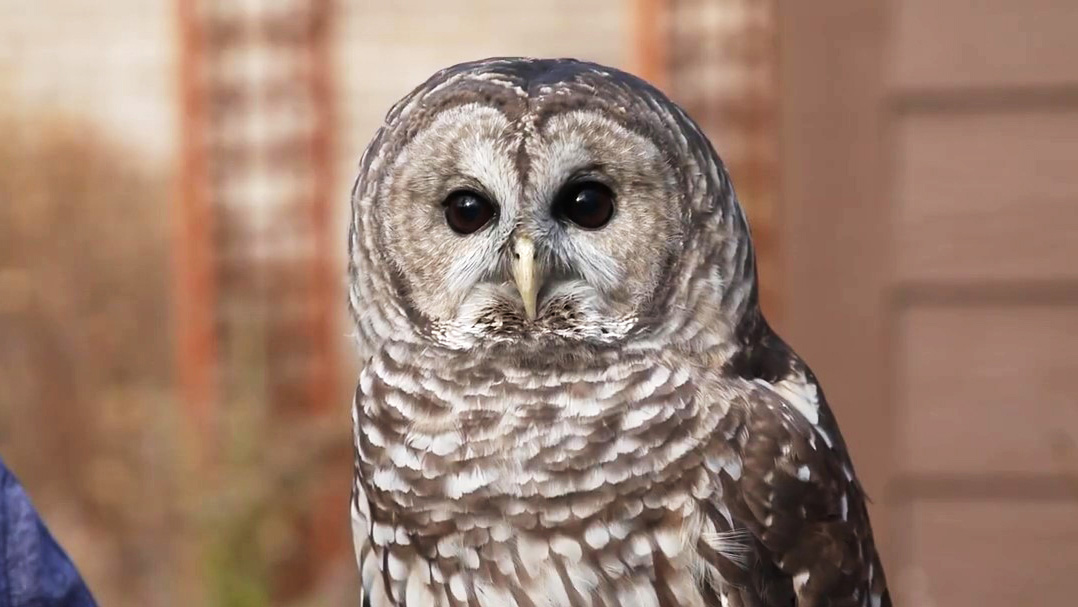 A white and grayish-brown owl which is perched.