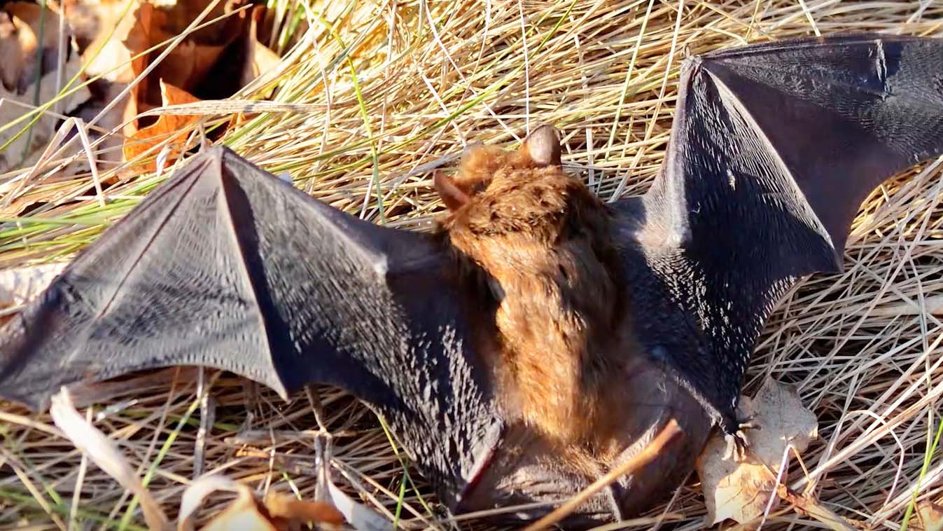A close up of a bat splayed out on a bed of straw.