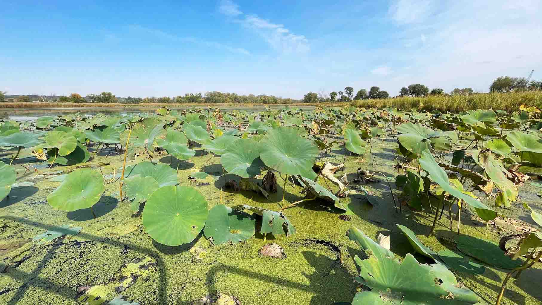 Lilypads on an algae covered marsh. 