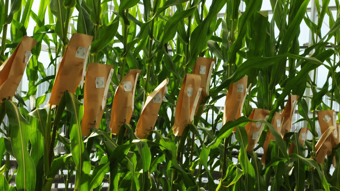 Corn plants in a greenhouse with pollination bags on them.
