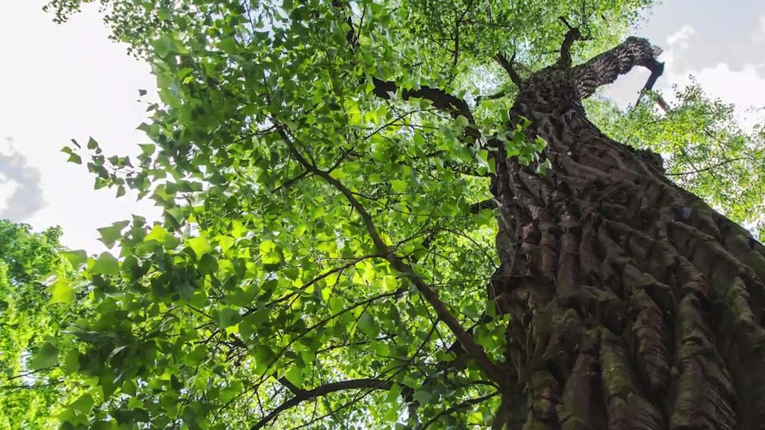 Looking up at a tall oak tree.