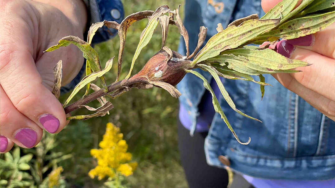 A goldenrod plant stalk being held in someone's hand.
