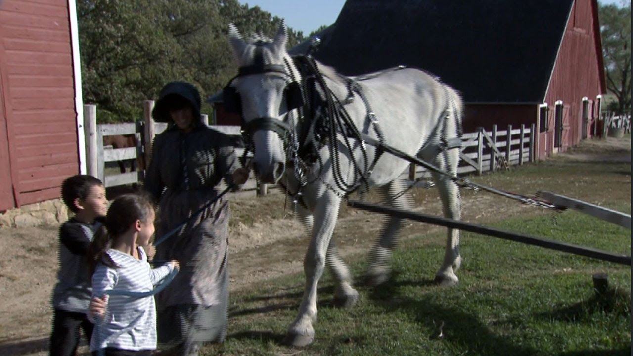 A horse attached to a corn grinder.