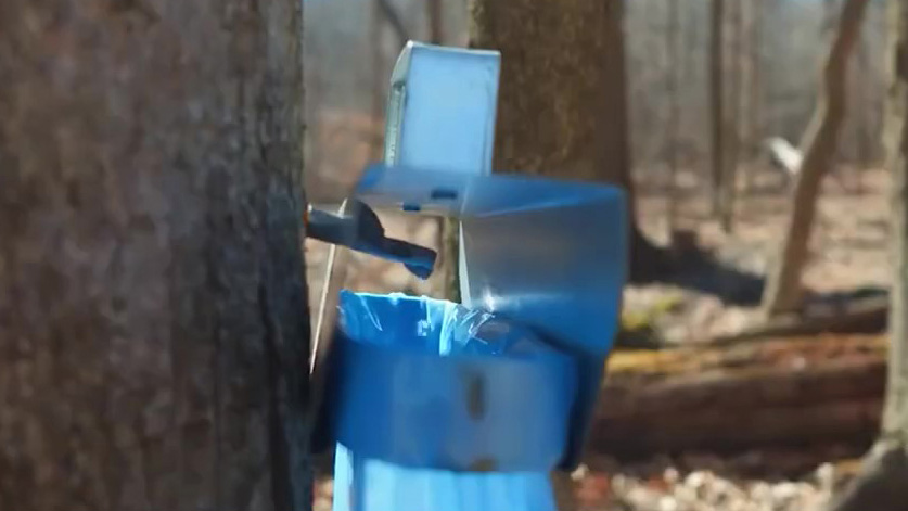 A tree tap with a blue bag catching sap flowing from a maple tree.