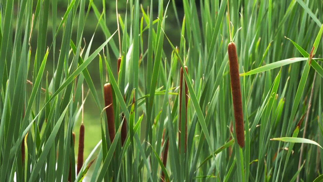 Cattails in a grassy area.