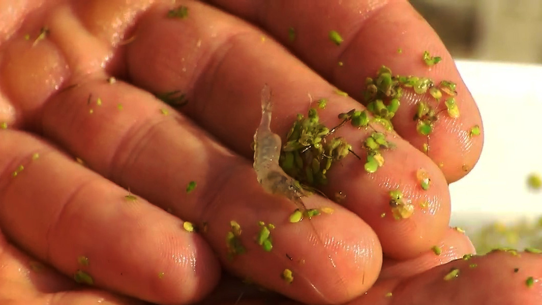 A ghost shrimp in the hand of a person.