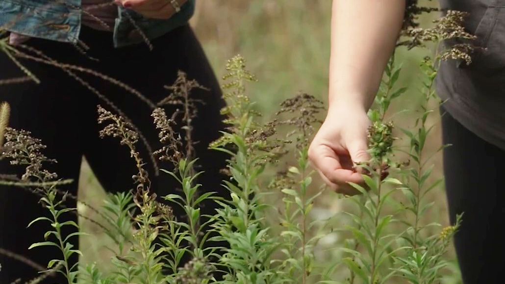 Someone feeling the texture of a prairie plant