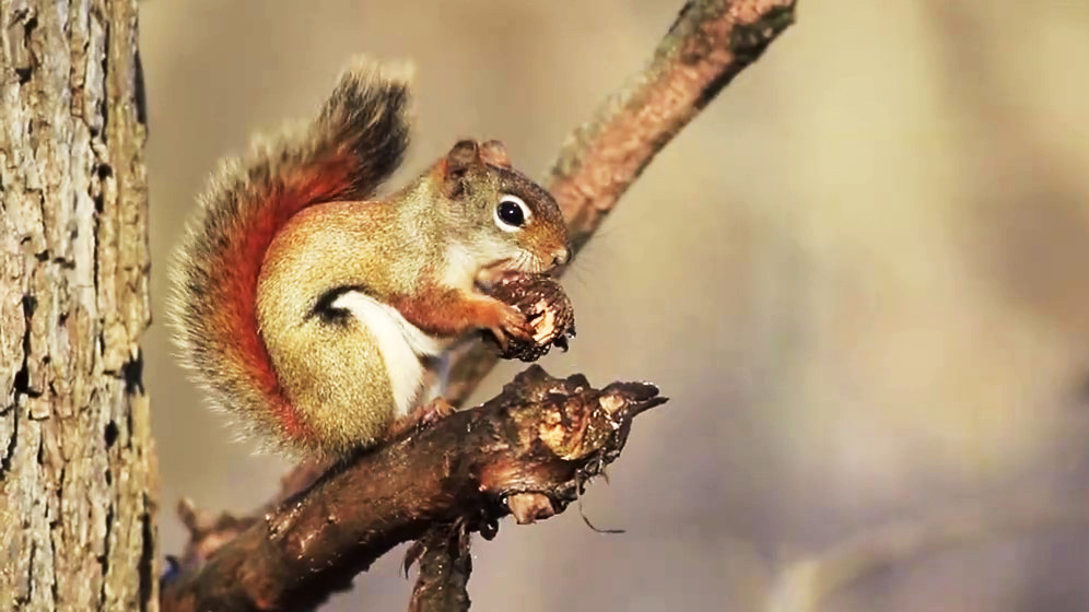A squirrel sitting on a broken tree branch.