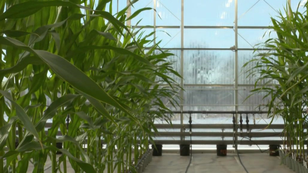 Corn plants being grown in buckets in a greenhouse.