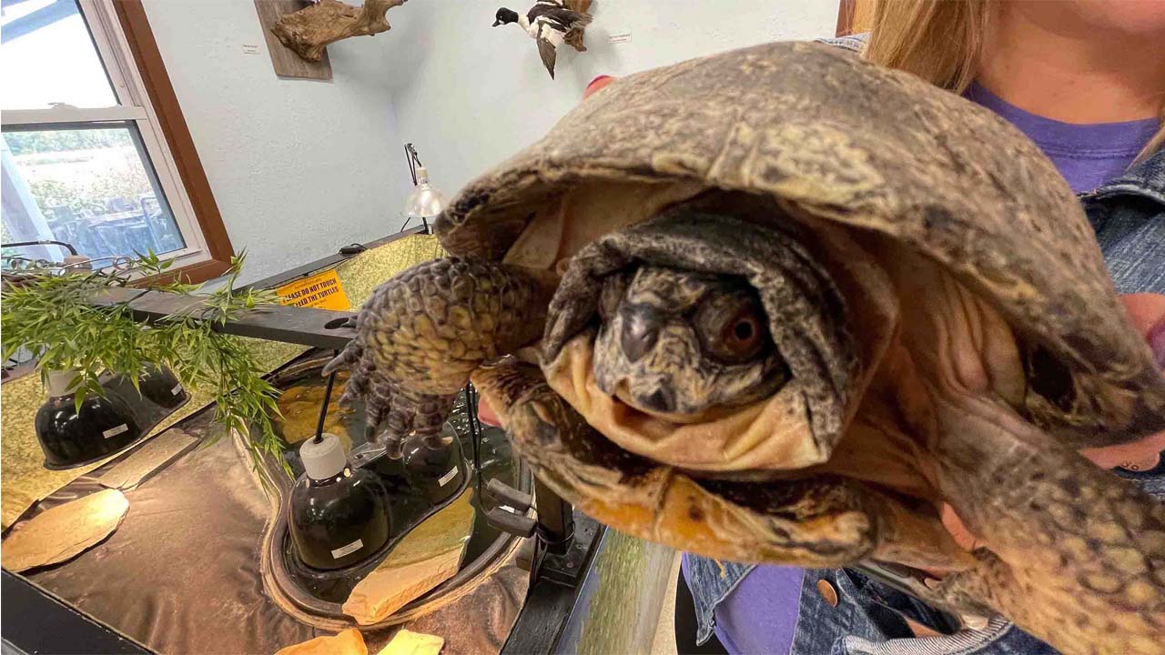 Close up of a Blanding's Turtle.