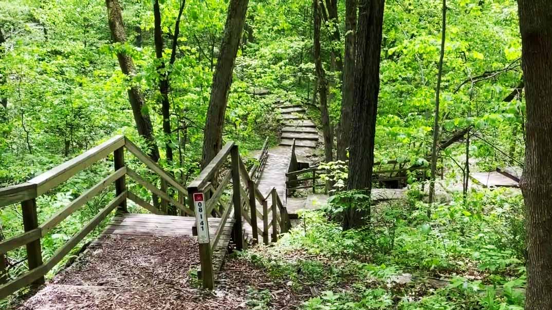 A stepped walking trail through a forest at Hartman Reserve.