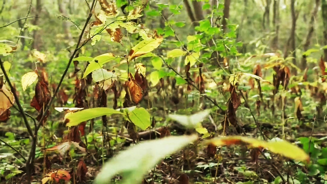 Close up of plants that grow in a vernal pool.