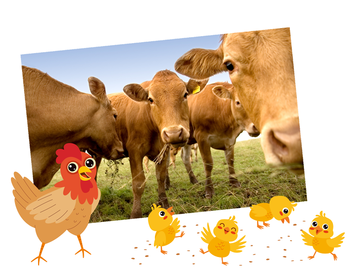 Cattle on a farm peer into the lens of the camera