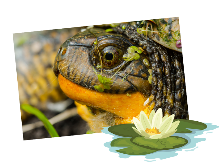 Blandings turtle coming out of the marsh water