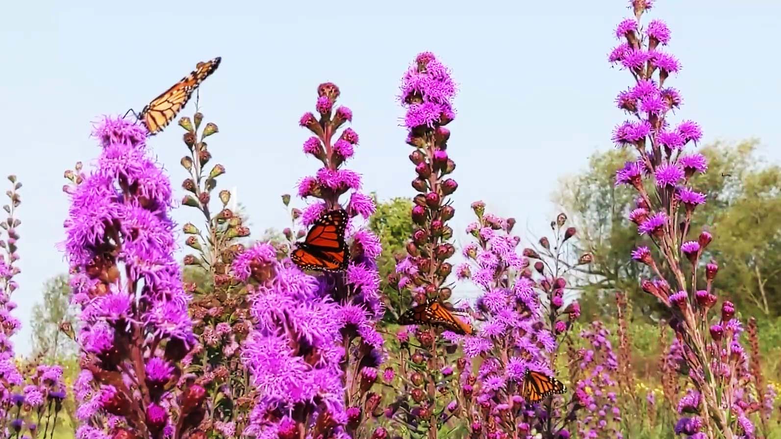 A flowering prairie plant with purple flowers. There are monarch butterflies on the flowers.