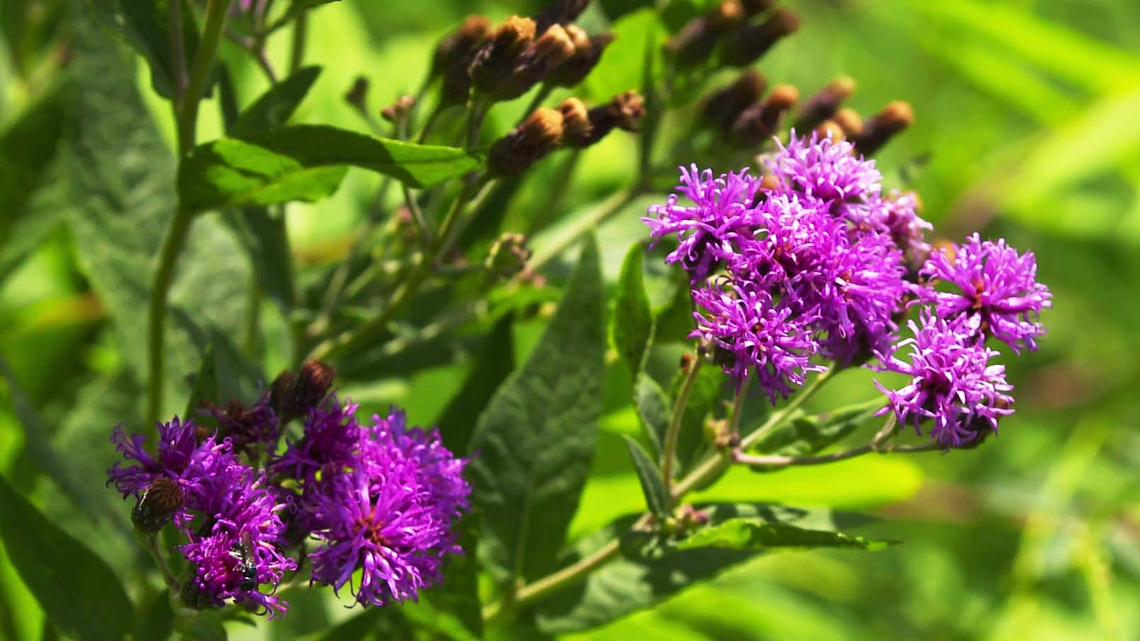 A close up of beautiful purple prairie flowers on green stems.