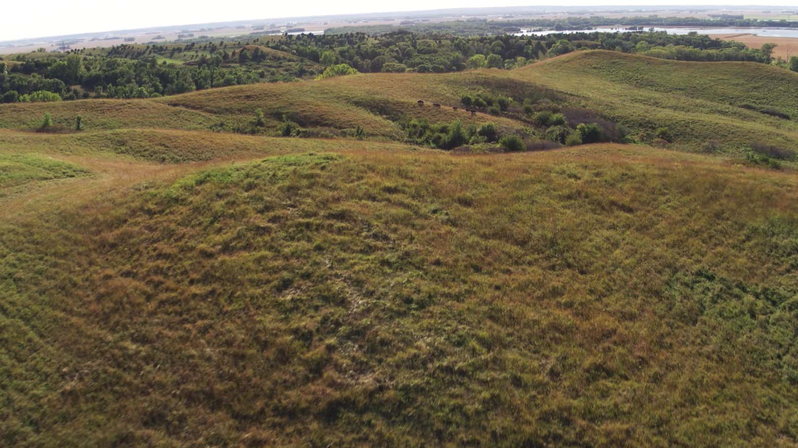 Green and brown prairie grasses growing on a hilly landscape.