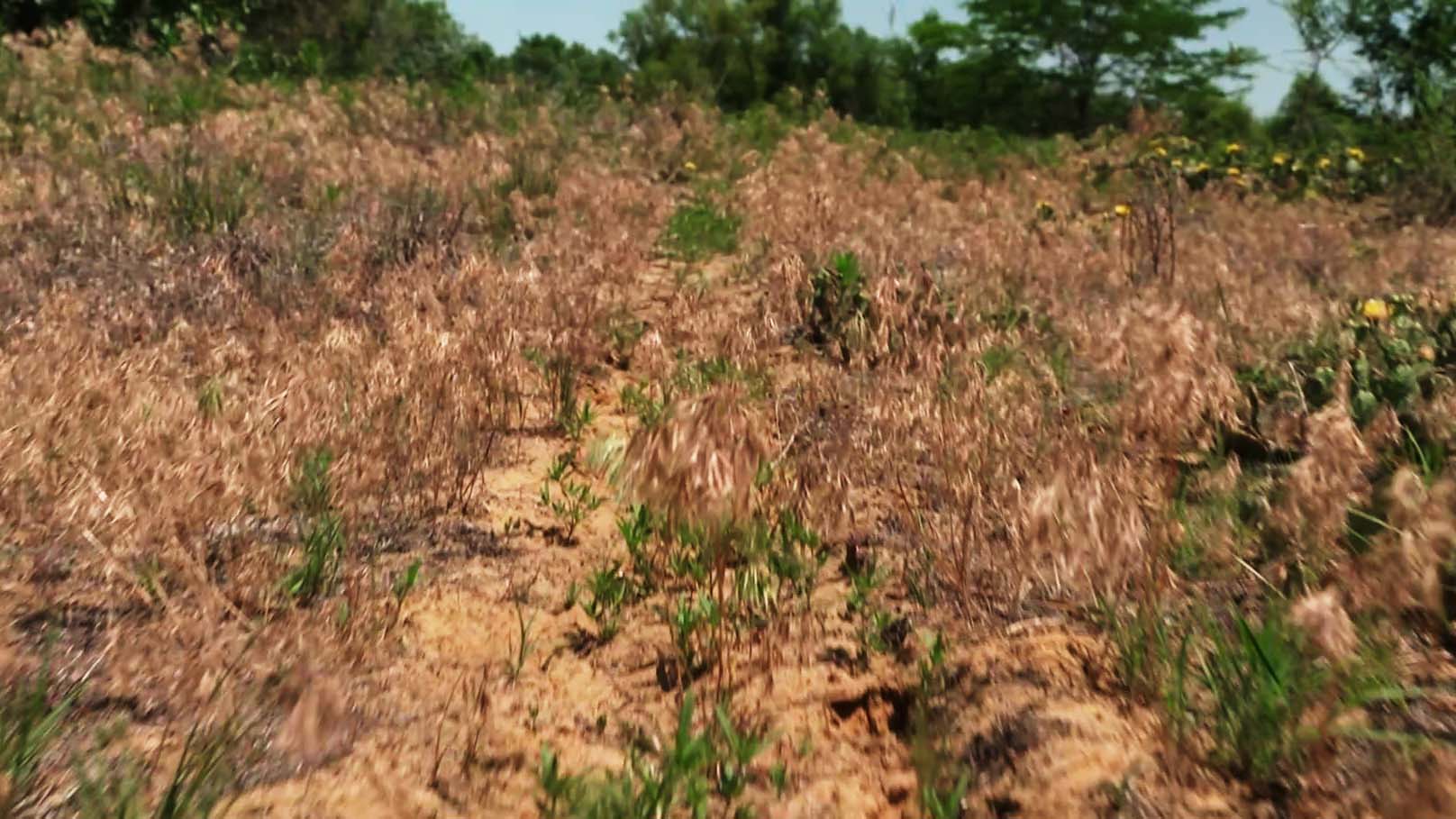 Sandy soil with short brown and green grasses and plants growing out of it.