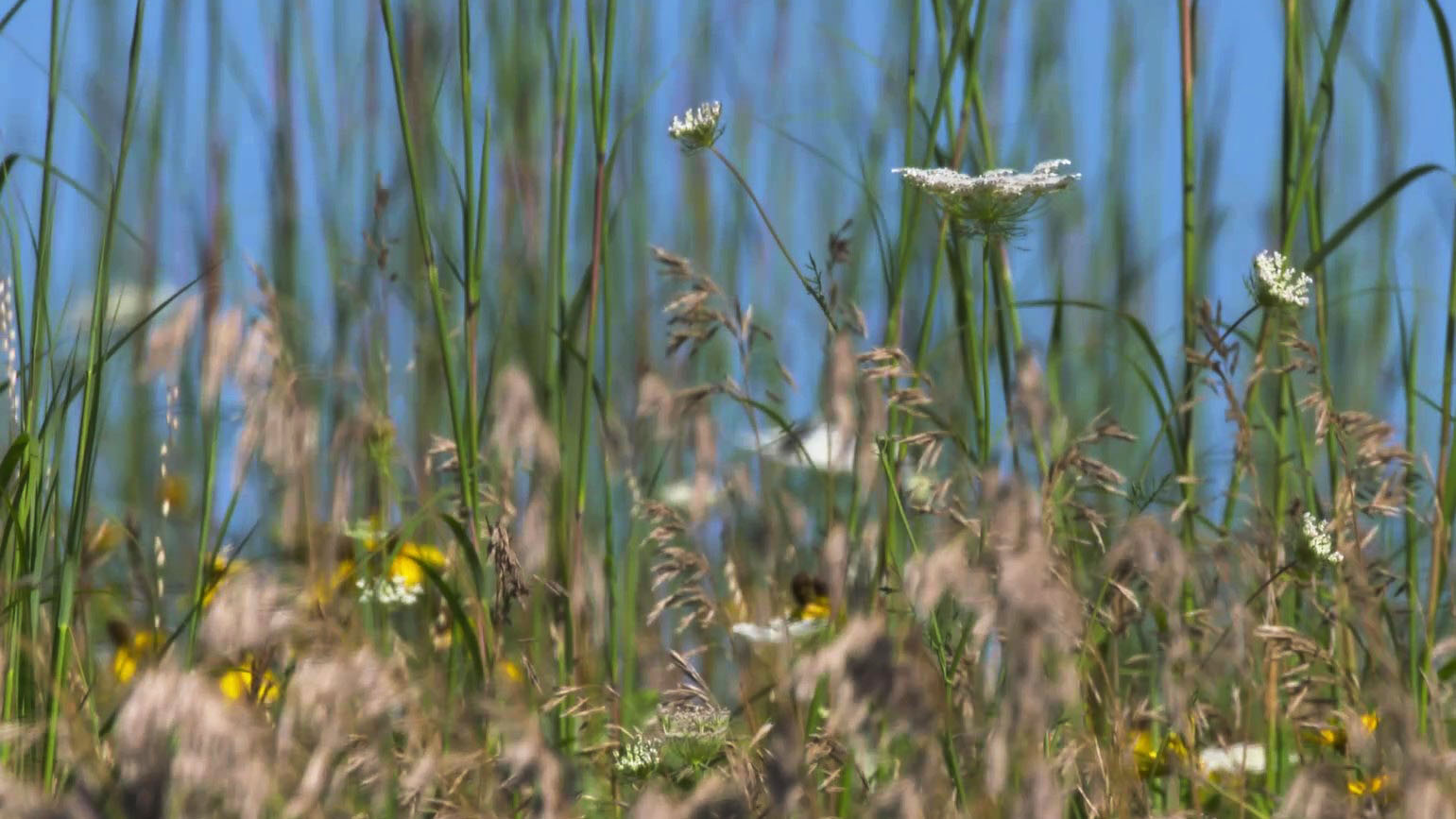 A mix of prairie plants, including flowering plants and tall grasses.