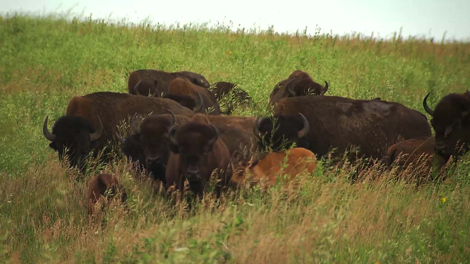 A herd of bison in a prairie.