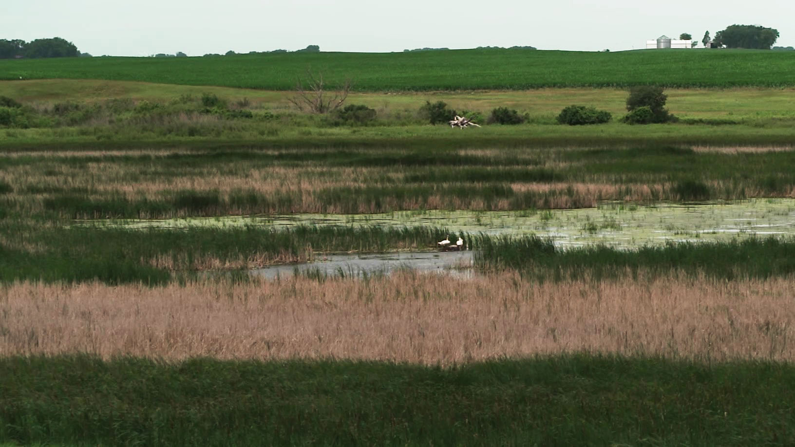A fairly flat prairie with green and brown grasses as well as a pond. 