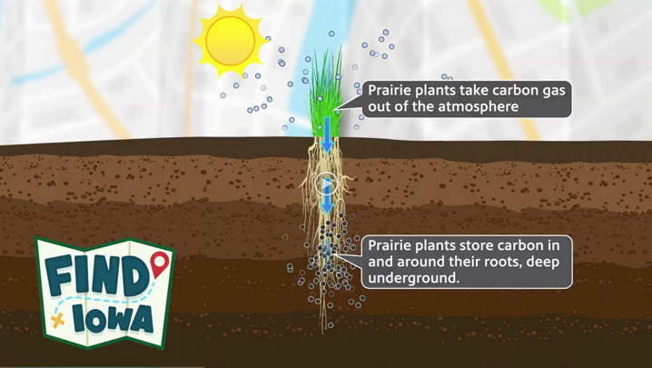 Carbon is captured above ground by prairie plants and pulled into the roots