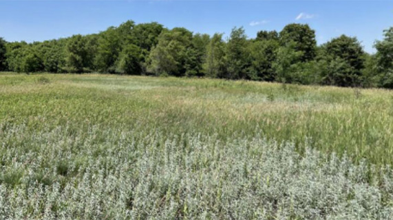 An Iowa prairie in spring