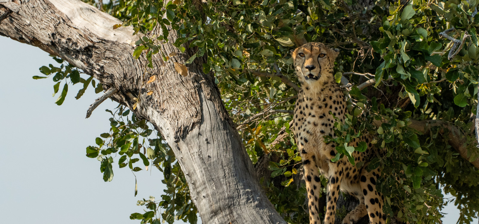 A leopard in a tree