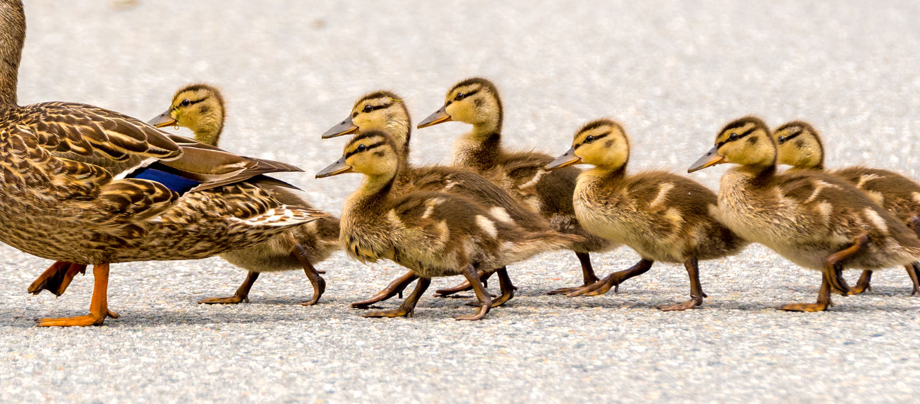 Six little ducklings follow their mother.