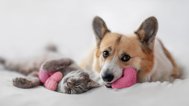 A cat and dog lay on a soft pillow holding crocheted hearts.