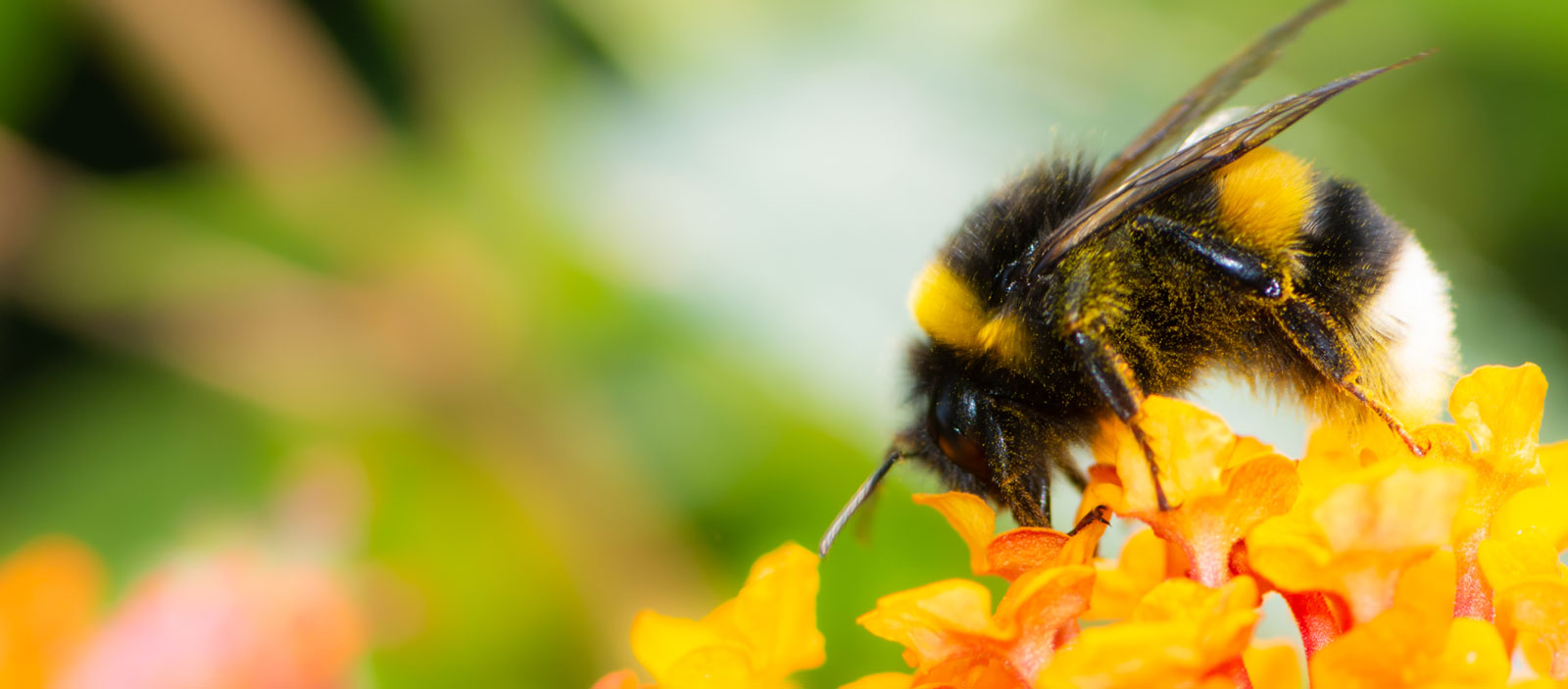 Bumble bee gathers pollen from a yellow flower.