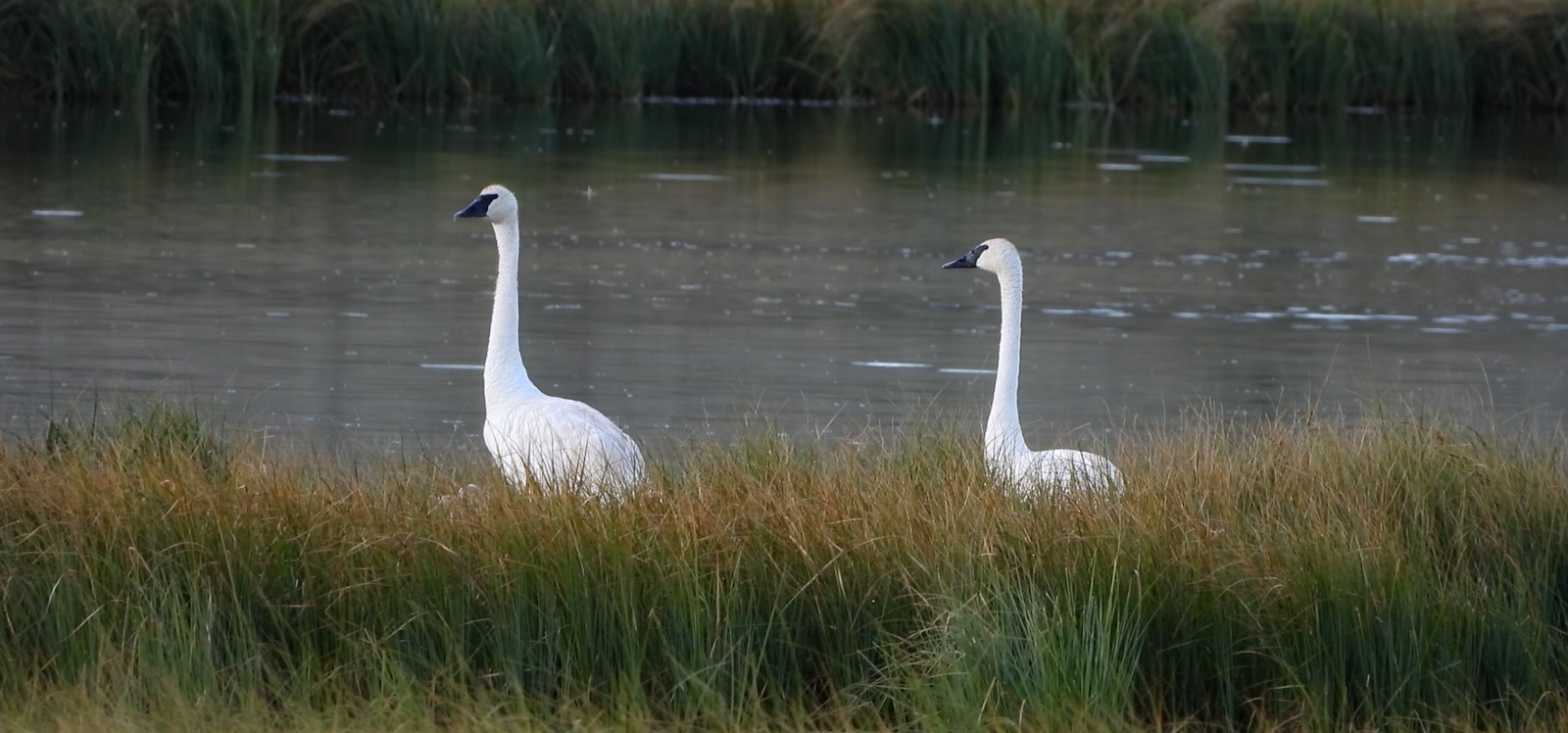 Two trumpeter swans walking in grass next to a body of water