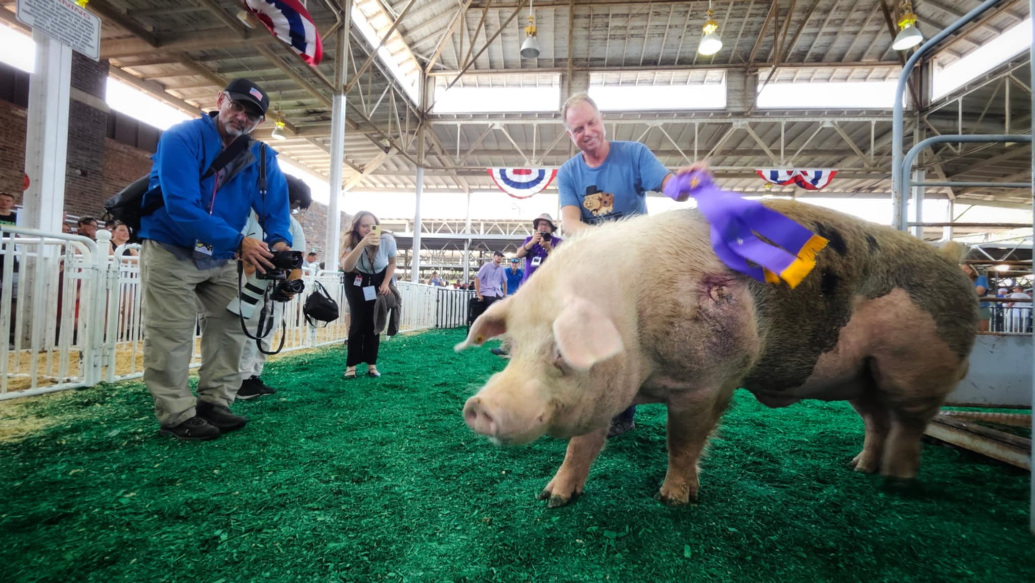 Camera operator next to the Big Boar champion in a performance ring at the fair