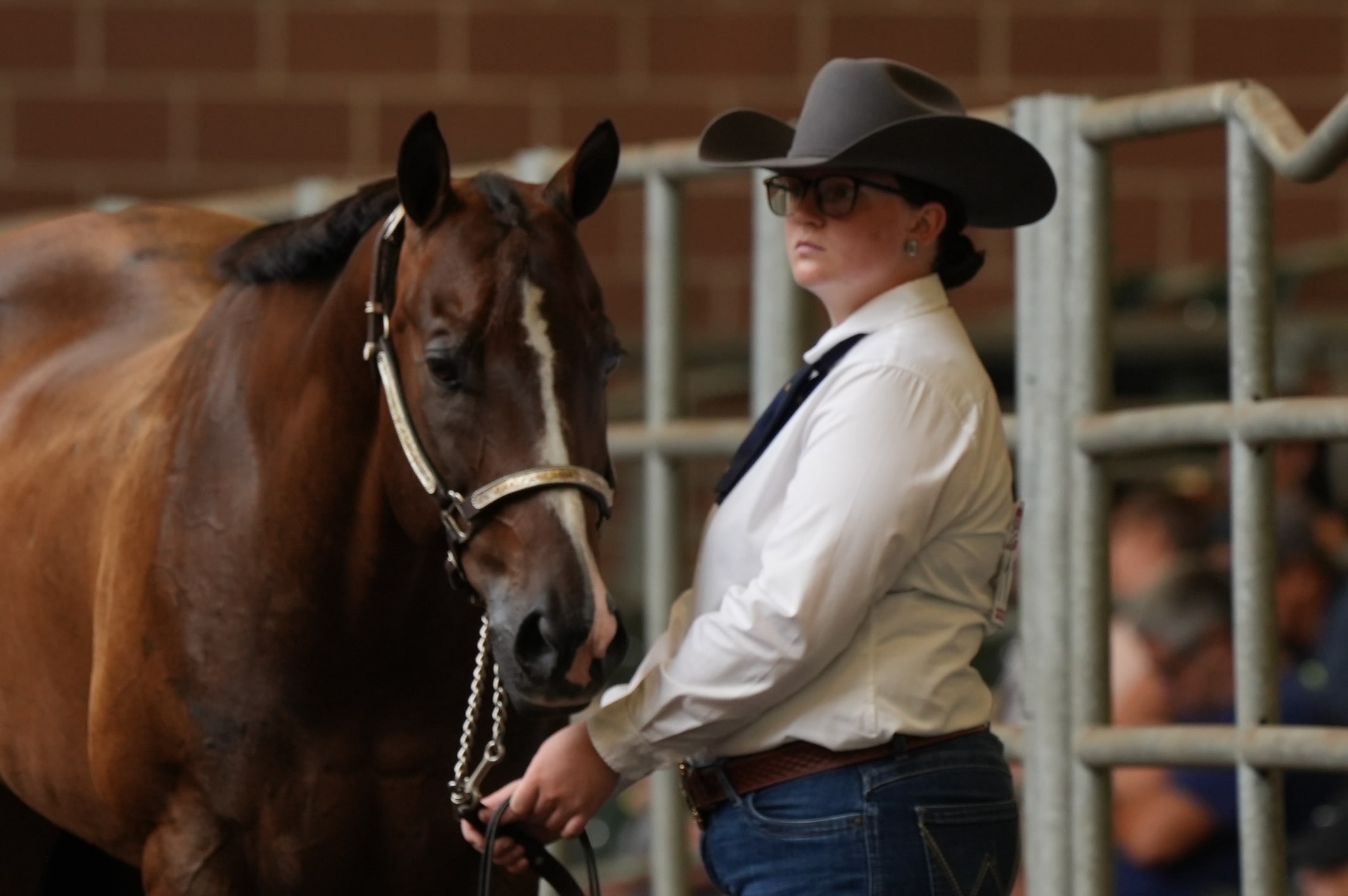 FFA Horse 