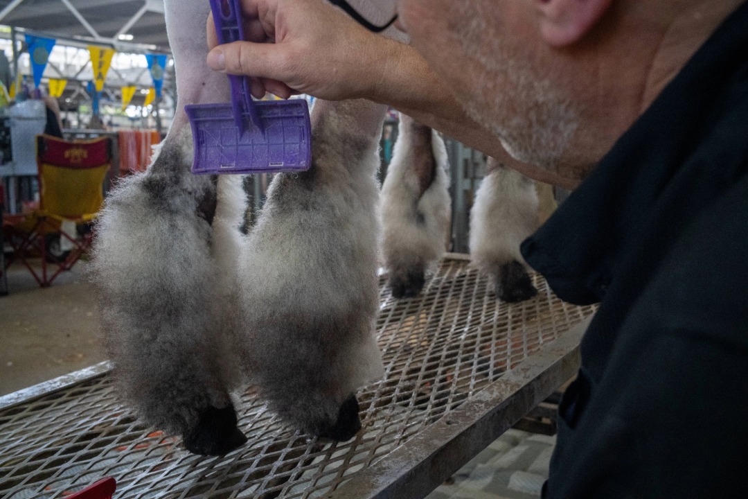 Wool legs being brushed