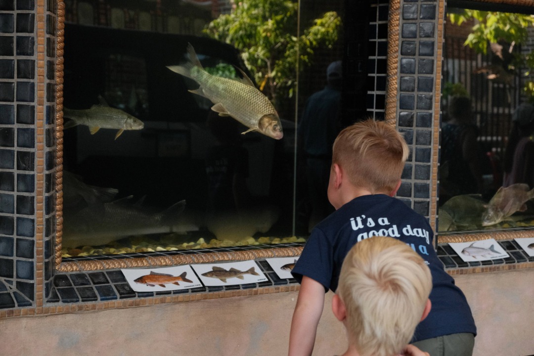 Kids looking at fish at the DNR Building