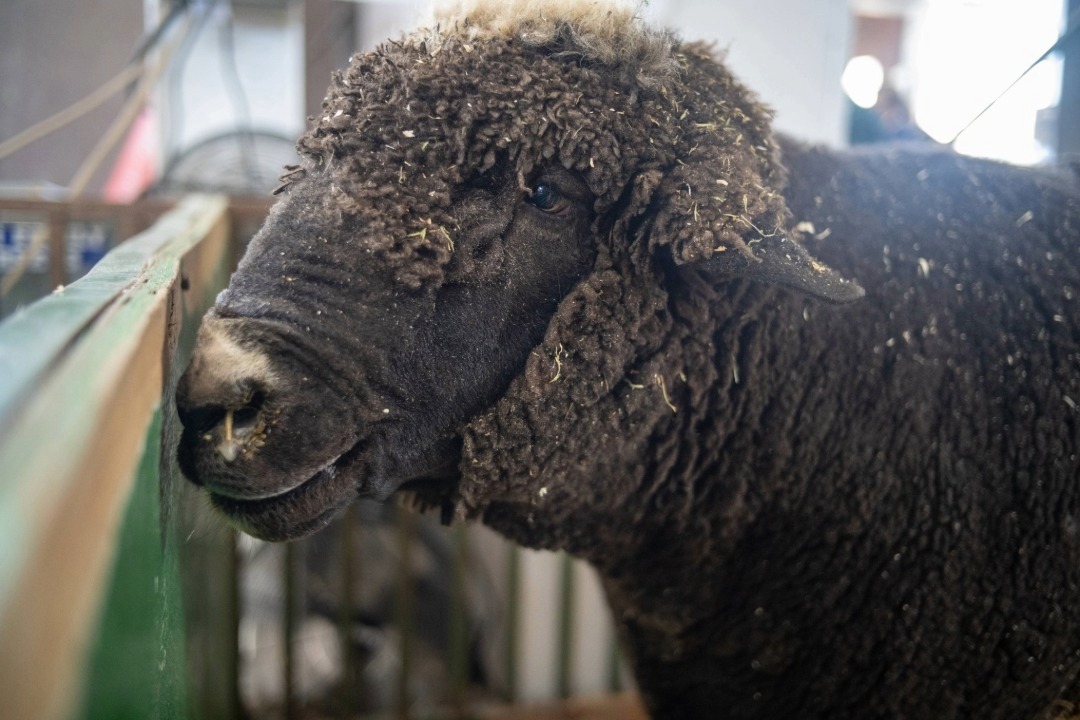 Big Ram