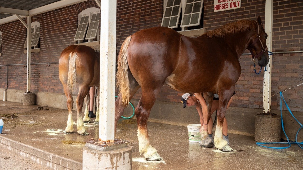 Horses being cleaned outside