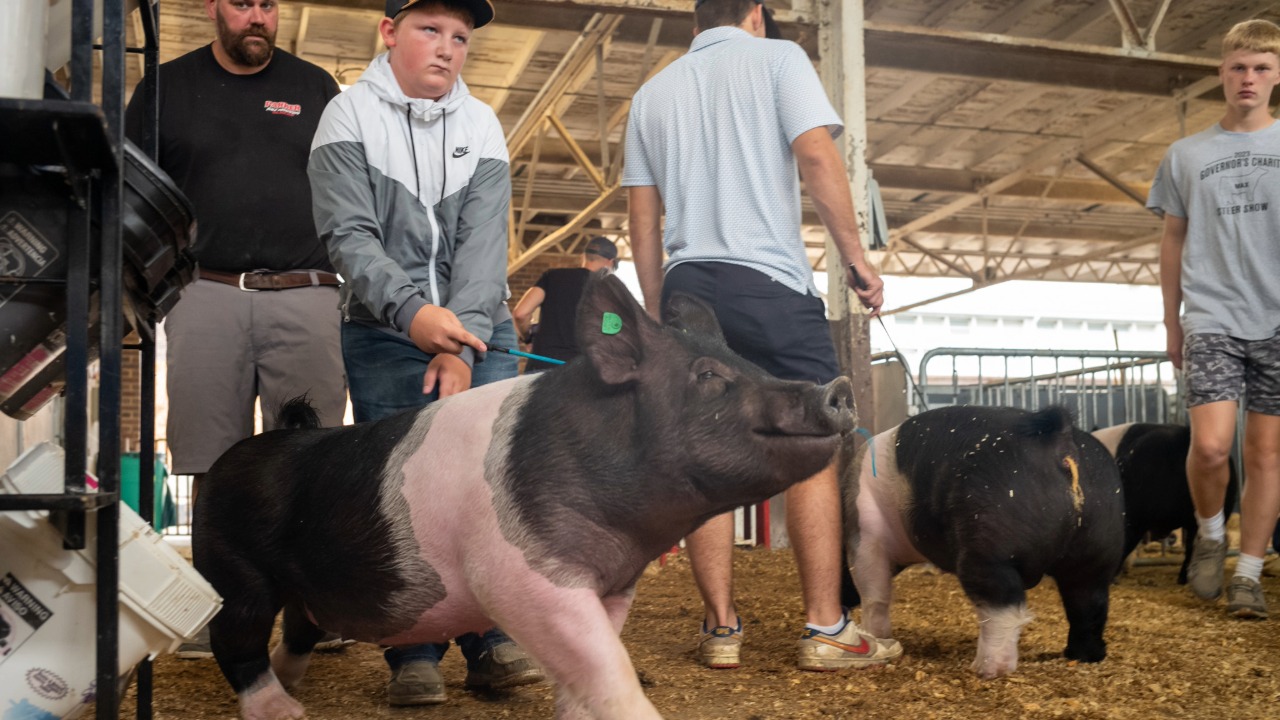 A young man guiding his pig through the barns at the Iowa State Fair