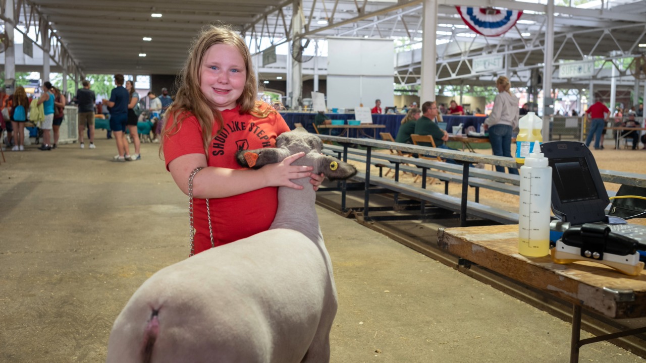 A young sheep shower at the Fair