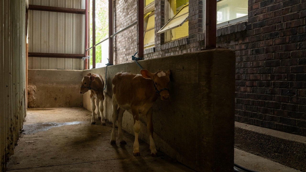 baby calves in a shadowy barn