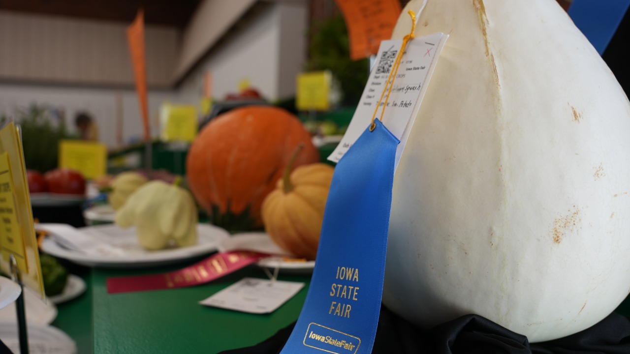 Blue ribbon pumpkin on display